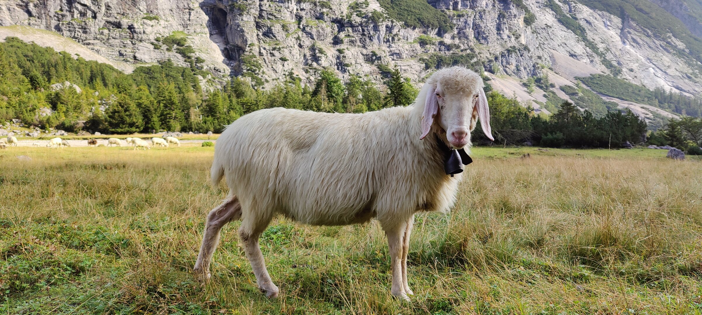 A sheep with a bell posing in front of the Wetterstein mountains — the reason you can't drink the river water