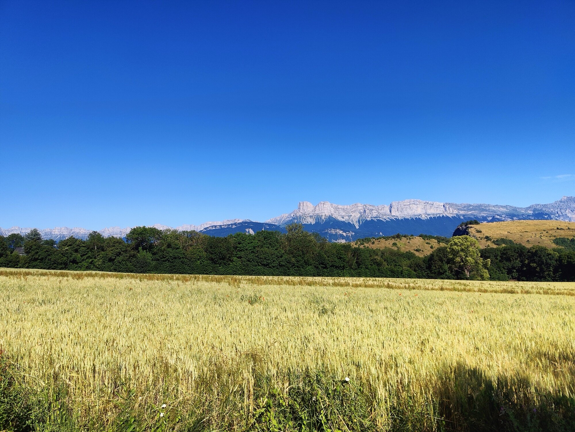 Blés dorés dans le Trièves — le massif du Vercors en longue muraille à l'ouest