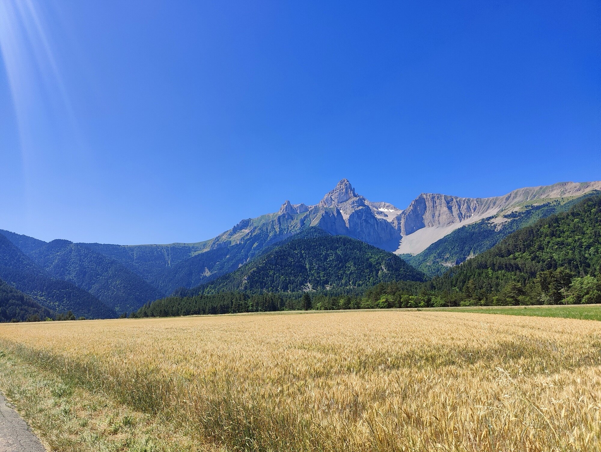 Blés tardifs sous les crêtes du Champsaur — fond de vallée doux, ligne de ciel tranchante